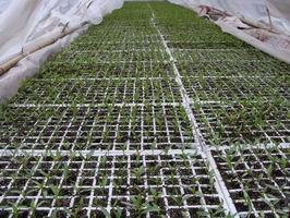 西瓜、苦瓜、梨瓜、辣椒等一系列產品的幼苗培植價格_西瓜、苦瓜、梨瓜、辣椒等一系列產品的幼苗培植_陜西西安市西瓜、苦瓜、梨瓜、辣椒等一系列產品的幼苗培植生產供應商_花卉種子、種苗盡在搜了網