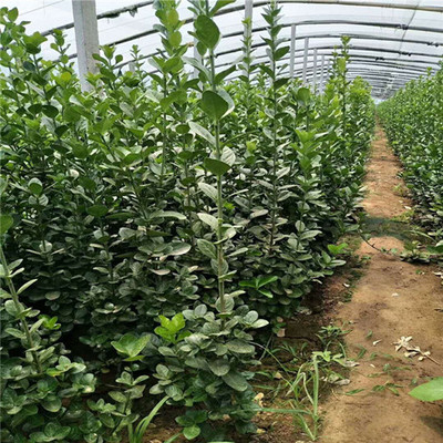 陜西露天地栽黃楊種苗報價