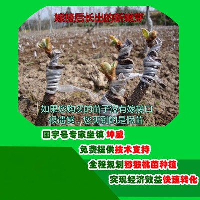 紅陽(yáng)獼猴桃種植條件-陜西省獼猴桃種植-坤威農(nóng)業(yè)(查看)