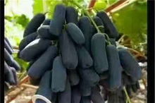 陜西渭南23456年板栗樹(shù)苗 新聞 基地報(bào)價(jià)