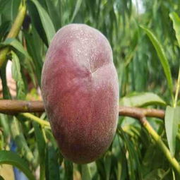 請(qǐng)您點(diǎn)擊 陜西安康嫁接核桃樹(shù)苗哪里有賣(mài)的 成活率有保證