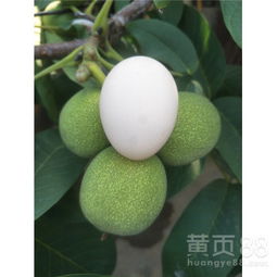 【紙皮核桃樹(shù)苗,陜西核桃樹(shù)苗,核桃苗圃】-