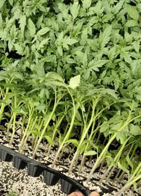 陜西小西紅柿苗 粉貝貝小西紅柿種苗