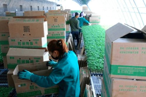 2020年度和潤(rùn)農(nóng)業(yè)種子公司種苗廠春季茬口種苗生產(chǎn)優(yōu)秀員工表彰大會(huì)隆重召開(kāi)