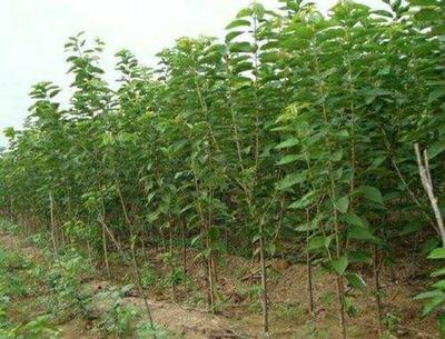 【美早苗批發】美早苗 價格9元/株 100株起批