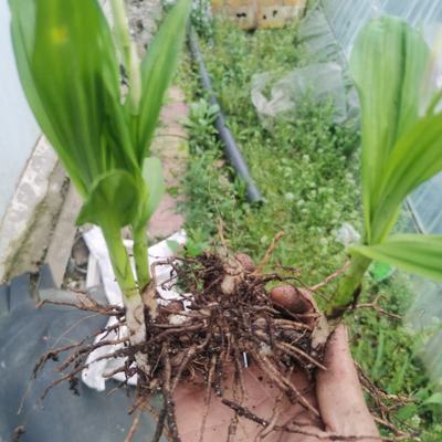 [白芨種苗批發(fā)]陜西商洛商州區(qū)白芨種苗 0.50元/棵自產(chǎn)自銷, _ 一畝田