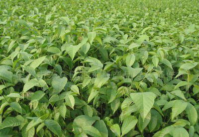 陜西寶雞正東林產(chǎn)品專業(yè)合作社生產(chǎn)的各種優(yōu)質(zhì)品種核桃樹(shù)苗