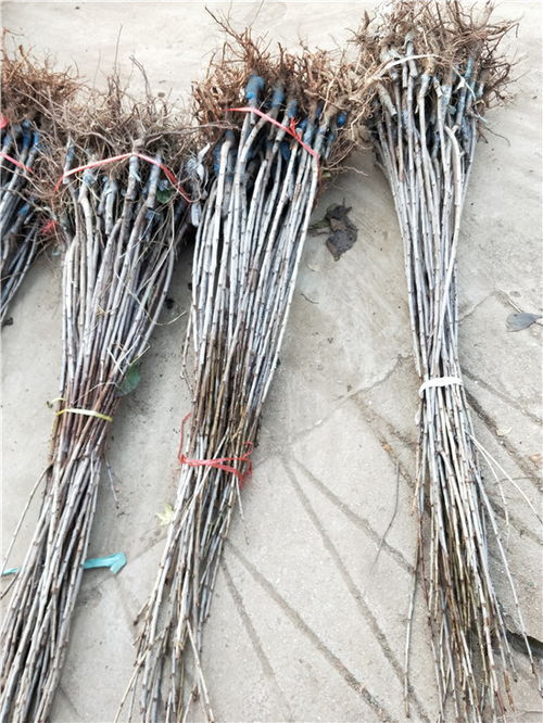 【承德市15公分櫻桃樹(shù)哪家買美早矮化櫻桃苗】-