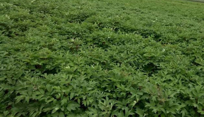 批發優質牡丹苗-油用牡丹種植技術指導-廠家直銷牡丹苗價格-和慶堂藥材種苗