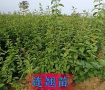 【淀粉鮮食型紅薯品種-徐薯32(食五)】徐薯32(食五),價格,廠家,供應商,農作物種苗