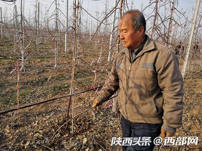 鳳翔聚力發(fā)展優(yōu)勢(shì)主導(dǎo)產(chǎn)業(yè) 讓致富路越走越寬