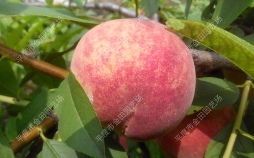 【陜西桃樹(shù)苗種苗價(jià)格】-