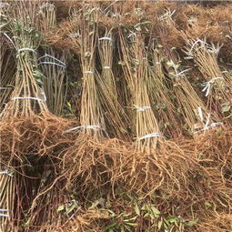 新聞 湛江桃樹(shù)苗出售 