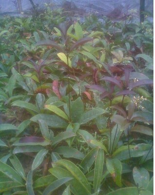 陜西苗木基地-供應(yīng)陜西桂花樹苗|桂花樹苗價(jià)格|出售桂花樹苗 -陜西厚樸苗價(jià)格|陜西櫻桃苗價(jià)格|陜西獼猴桃苗 產(chǎn)品展示(陜西苗木基地、陜西種苗供應(yīng)商、陜西苗木批發(fā))-金泉網(wǎng)