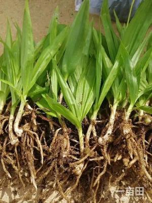 [白芨種苗批發(fā)]陜西商洛山陽(yáng)縣白芨種苗 0.90元/棵純紫花白芨 _ 一畝田