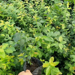 【早熟藍(lán)莓苗多少錢(qián)早熟藍(lán)莓苗銷(xiāo)售廠家】-