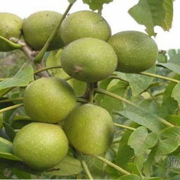 陜西核桃樹(shù)苗 陜西核桃樹(shù)苗基地供應(yīng)商 綿陽(yáng)川松科技公司