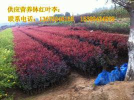【供應(yīng)西安營(yíng)養(yǎng)缽紅葉李、紫葉李、陜西叢生密枝紅葉李】?jī)r(jià)格,廠家,其他種子種苗