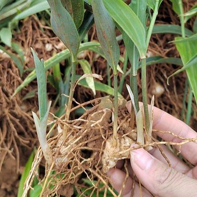 [黃精種苗批發(fā)]陜西商洛鎮(zhèn)安縣黃精種苗 0.45元/棵姜型多花四 _ 一畝田