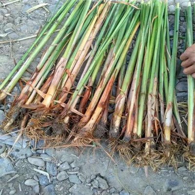 陜西現(xiàn)貨直供香蒲種苗 晉城市香蒲苗盆栽 易成活易栽培
