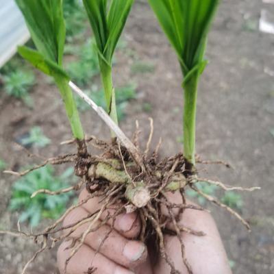 [白芨種苗批發(fā)]陜西商洛商州區(qū)白芨種苗 0.50元/棵自產(chǎn)自銷(xiāo), _ 一畝田