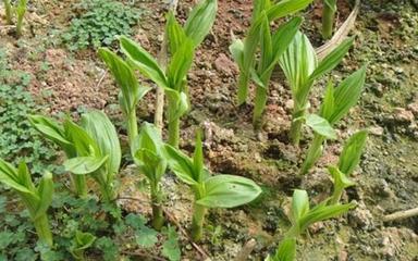 2017年白及種苗多少錢(qián)一棵:專(zhuān)家建議培育白及種苗更賺錢(qián)