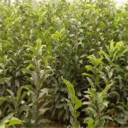 【陜西華光板栗苗基地直銷(xiāo)】-