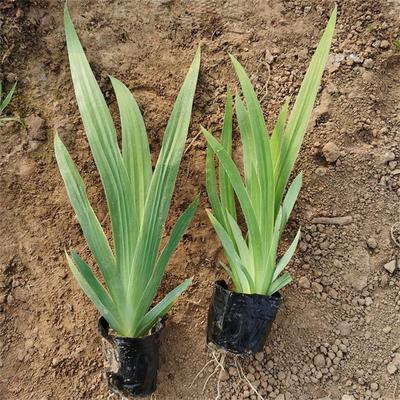 陜西宿根花卉基地批發鳶尾種苗-承玉花卉