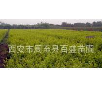 陜西營養缽苗木優質商家置頂推薦產品