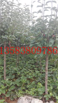 陜西閻良區 章姬草莓苗批發