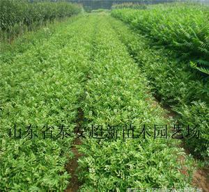 陜西花椒苗 大棚香椿苗 大紅袍花椒種苗 陜西優(yōu)質(zhì)花椒樹苗木