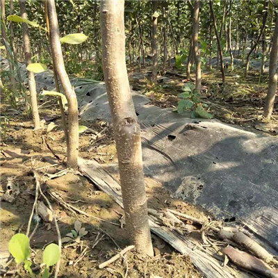 北京市 庫爾勒香梨樹苗現(xiàn)貨咨詢電話