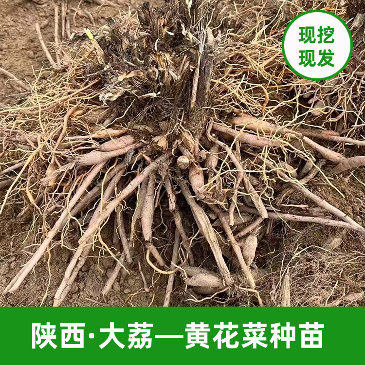 黃花菜種苗基地參觀 栽種技術支持 陜西大荔黃花菜苗 金針菜種苗