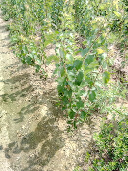 陜西山東杏樹種苗成苗量大質(zhì)優(yōu)