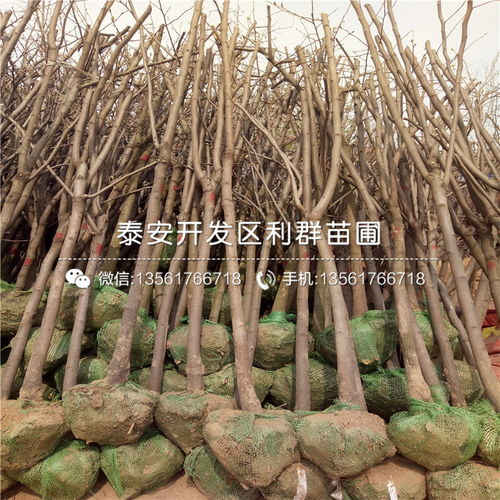 【磨盤柿子苗報(bào)價(jià)、2019年磨盤柿子苗價(jià)格】- 