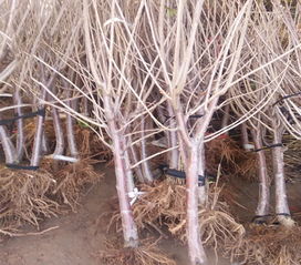 陜西安塞萬農(nóng) 1 3年生樹苗 早熟品種 不裂果 具體價格面議