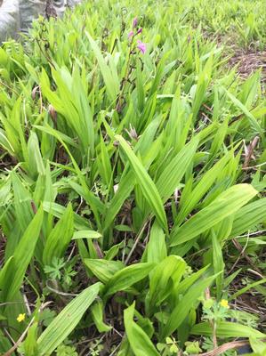 [三叉白芨種苗批發(fā)]陜西漢中漢臺區(qū)白芨種苗 0.60元/棵三叉白 _ 一畝田