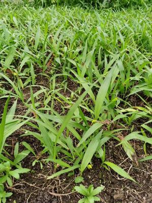 [白芨種苗批發]陜西商洛商州區白芨種苗 0.50元/棵自產自銷, _ 一畝田