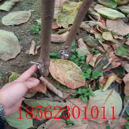 【陜西黑柿子樹(shù)苗供貨商】- 