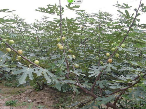 陜西安康波姬紅無(wú)花果樹(shù)苗哪能買(mǎi)到