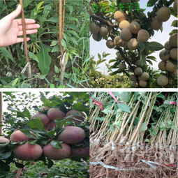 【慈溪市-哪里有長(zhǎng)李78李子樹(shù)苗苗木行情&mdash;2年生李子樹(shù)苗現(xiàn)挖現(xiàn)賣(mài)】-