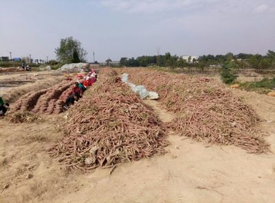 陜西臨潼原種紅薯種苗高產(chǎn)紅薯苗紅薯苗地瓜苗紅芋苗