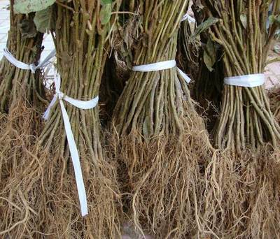 供應(yīng)陜西省獼猴桃種苗