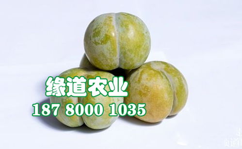 【陜西蜂糖李子樹苗批發(fā)、2公分蜂糖李子苗報(bào)價(jià)】- 