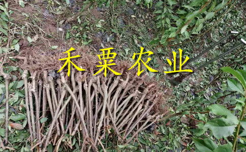 【2020漢中晚熟李子苗二年價(jià)格。陜西地區(qū)李子苗種苗研究基地。】- 
