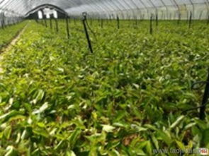 吉塞拉大櫻桃苗 泰安澤陽(yáng)園藝場(chǎng) 陜西吉塞拉櫻桃苗