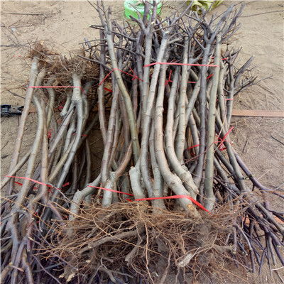 【陜西秦冠蘋(píng)果苗批發(fā)基地】- 