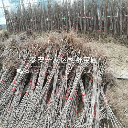 【2019年吉塞拉6號(hào)根系櫻桃樹(shù)苗、2019年吉塞拉6號(hào)根系櫻桃樹(shù)苗價(jià)格】- 