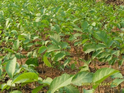 核桃苗-向陽(yáng)種業(yè)種苗-向陽(yáng)種業(yè)種苗 產(chǎn)品展示(陜西種子、陜西苗木、陜西綠化)-金泉網(wǎng)