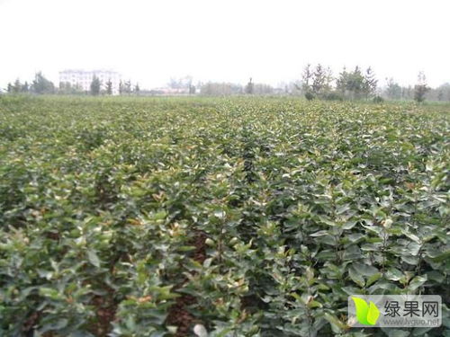 2020桃樹苗價(jià)格行情走勢(shì) 中國(guó)桃樹苗網(wǎng)